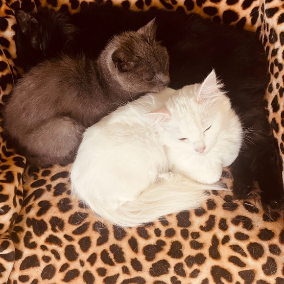 Meet your Posher, Megan and CATS!! Haha cats 🐈⬛ 🐾 🐈 - Picture 5 of 7